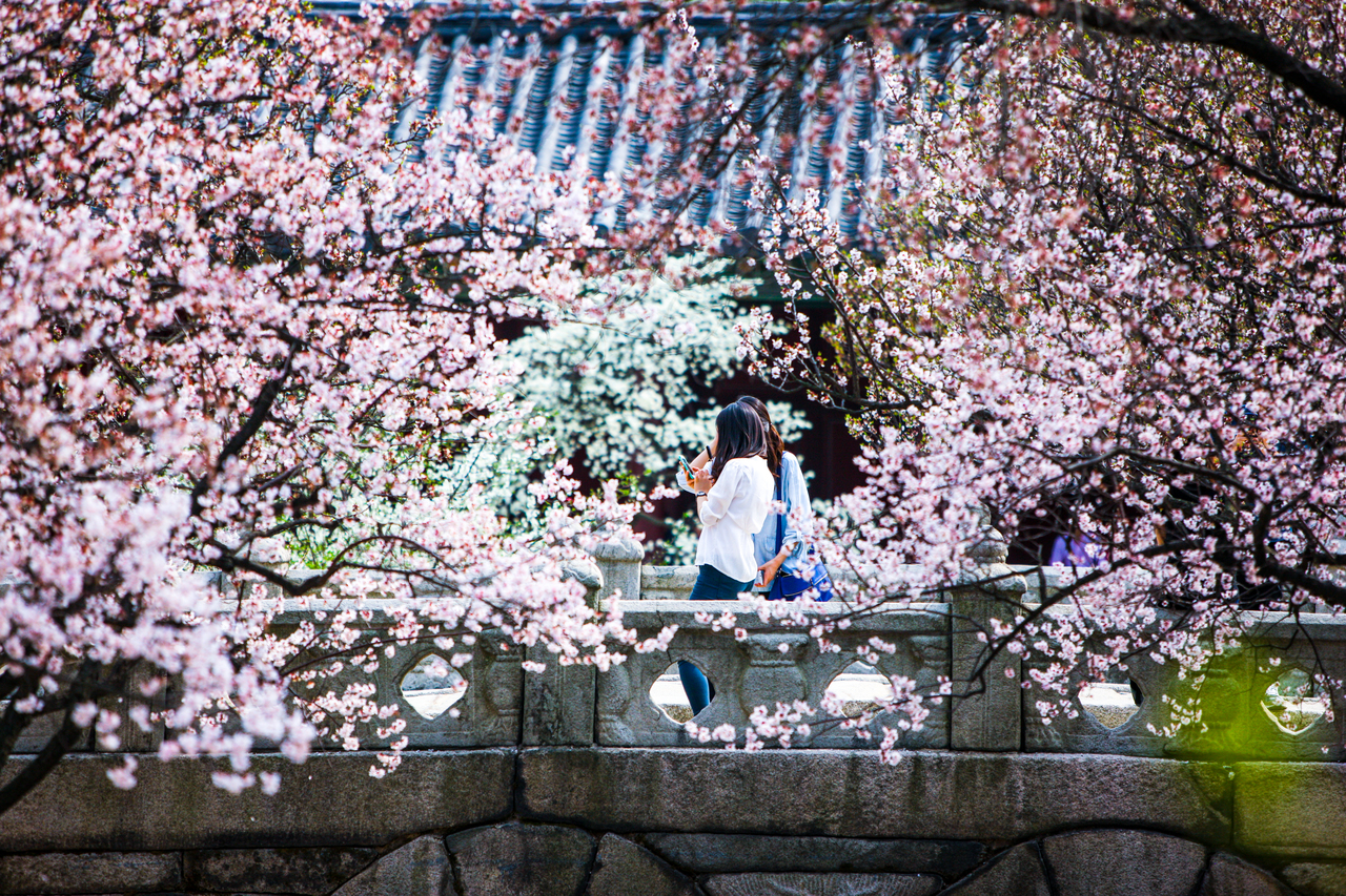 Cherry blossoms at Changgyeonggung Palace in spring