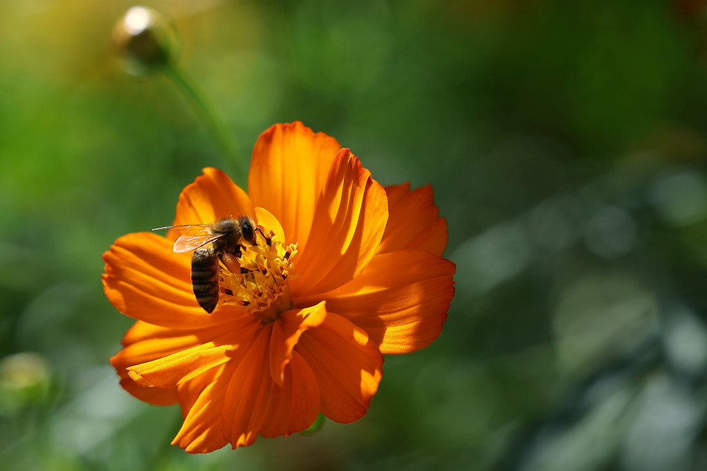 Orange cosmos in bloom at Olympic Park Seoul wildflower garden