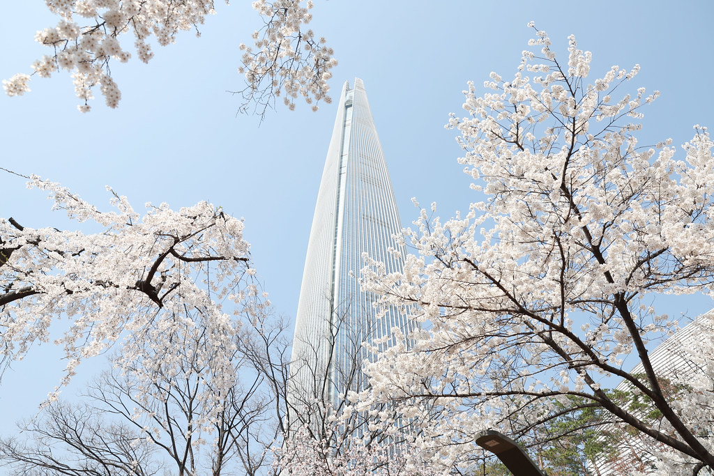 Cherry blossoms framing Lotte World Tower at Seokchon Lake in spring