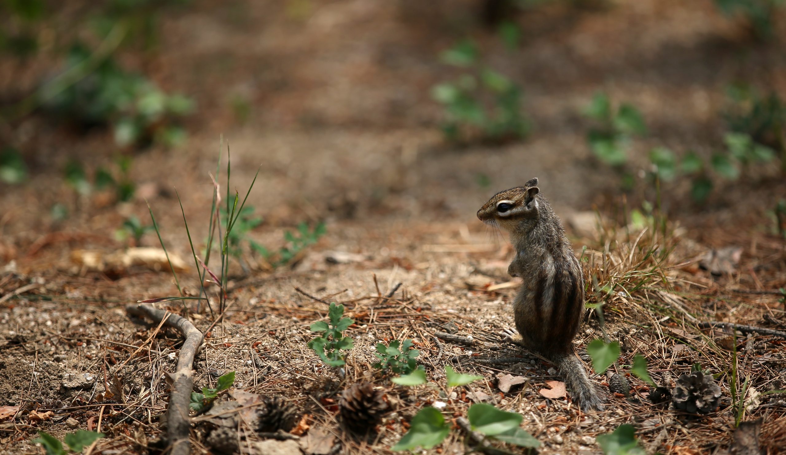 A chipmunk on the forest floor in the green grounds of Seonjeongneung