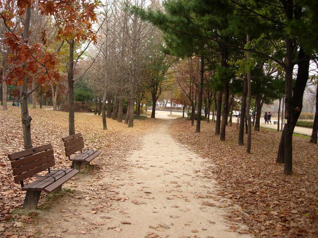 Tree-lined walking path through Seoul Forest, Seoul