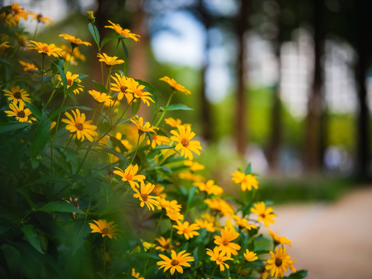 Yellow flowers along a tree-lined path at Seoul Forest park, Seoul