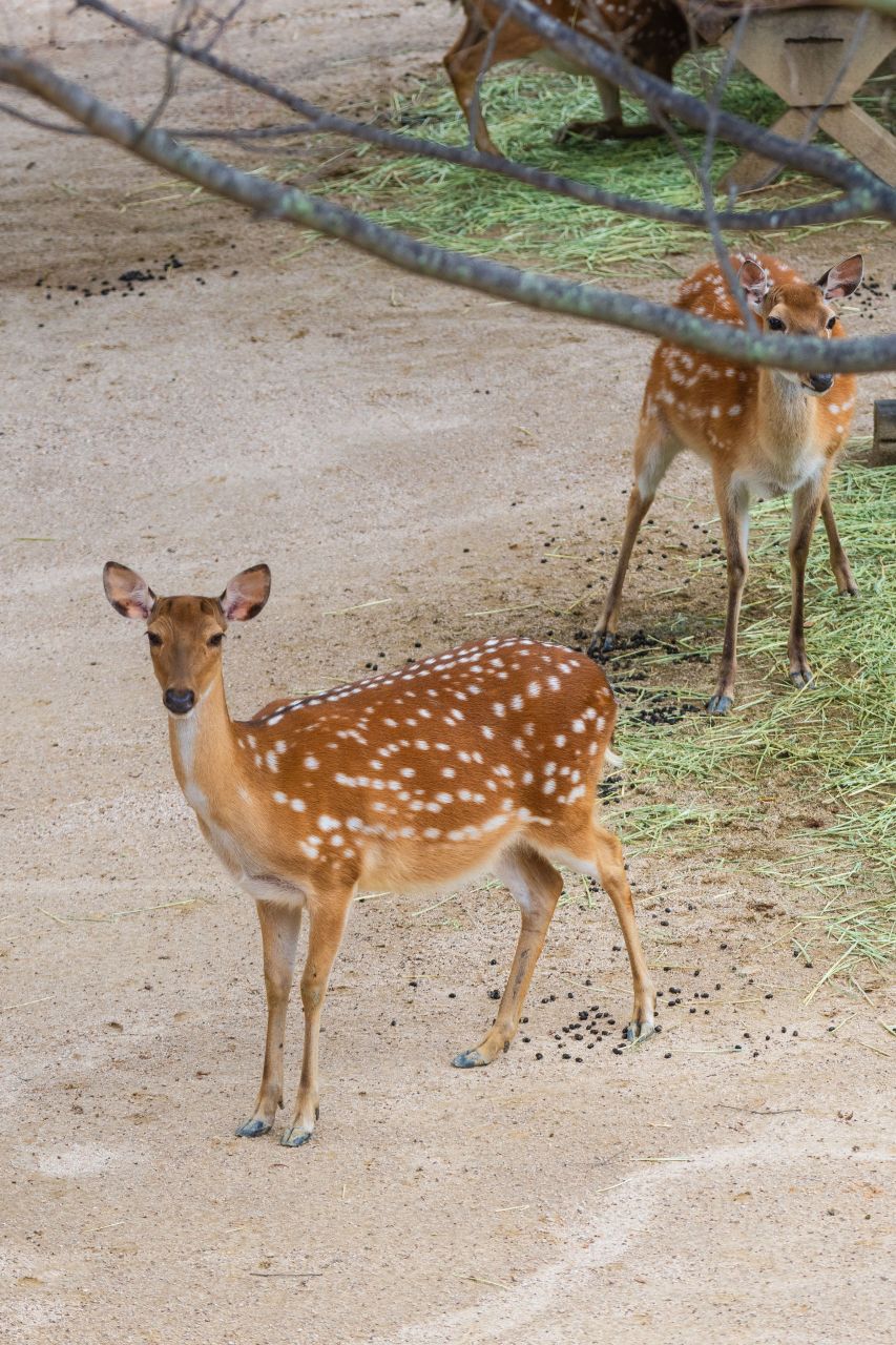 Spotted sika deer at the deer enclosure in Seoul Forest, Seoul