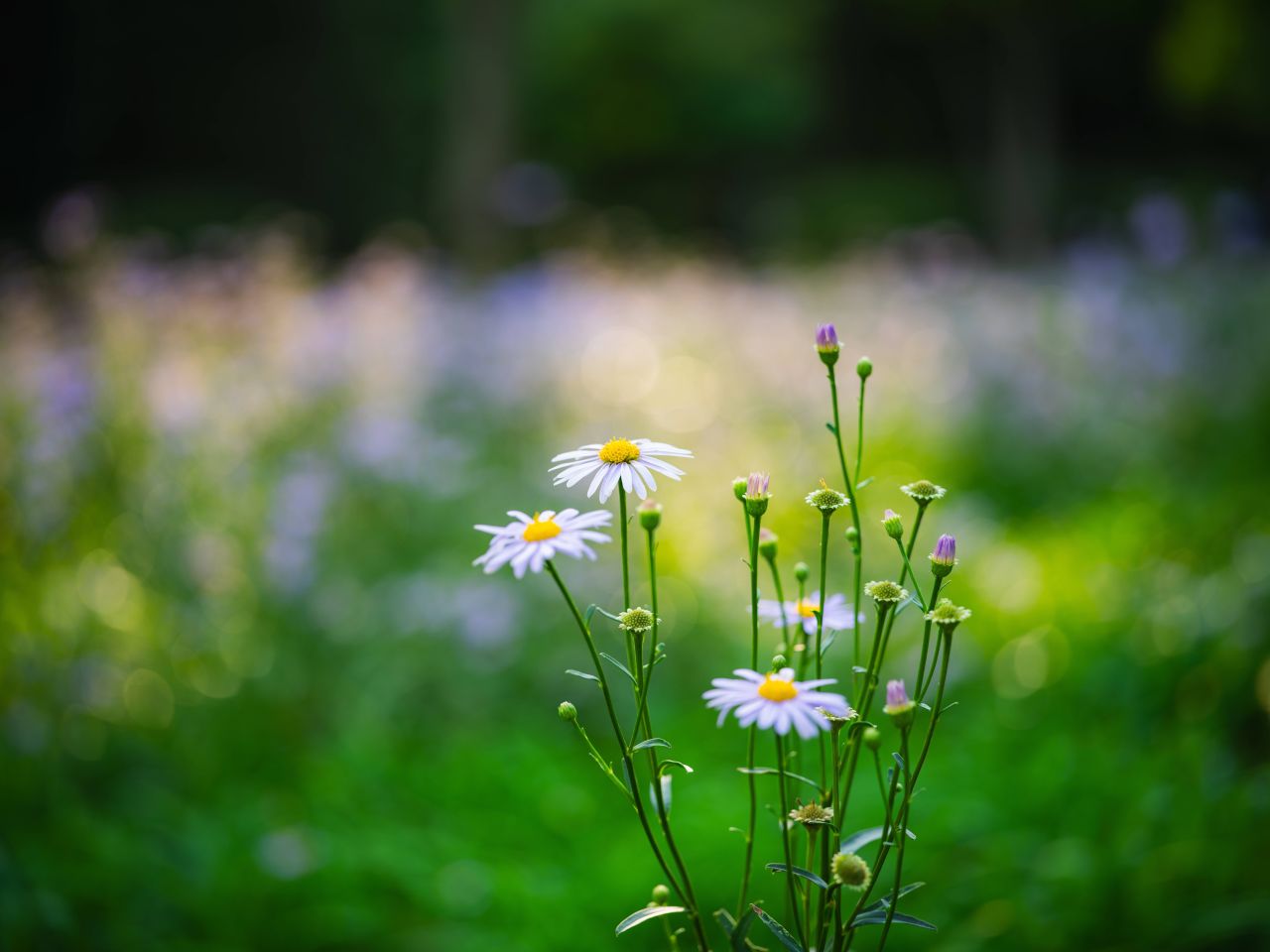 White wildflowers in a green meadow at Seoul Forest park, Seoul