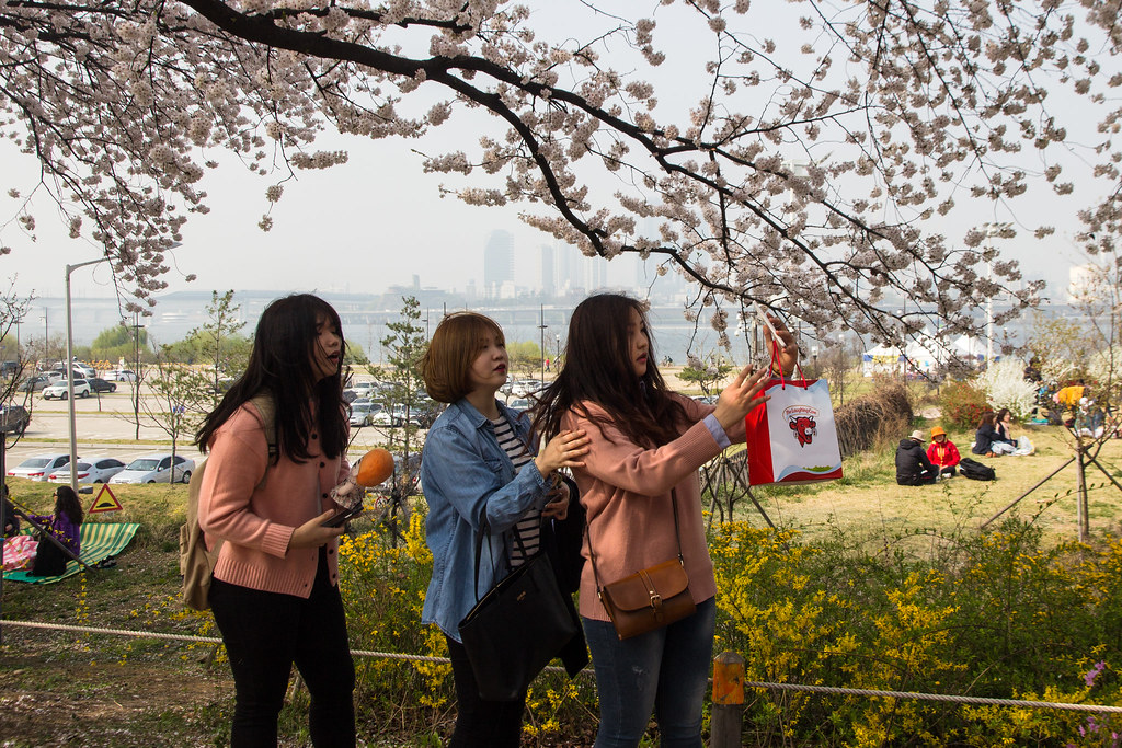 People enjoying cherry blossoms by the Han River at Yeouido in spring, Seoul