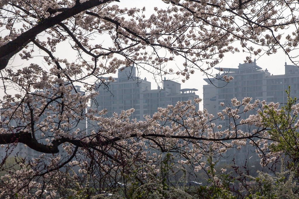 Cherry blossoms framing the city skyline at Yeouido, Seoul