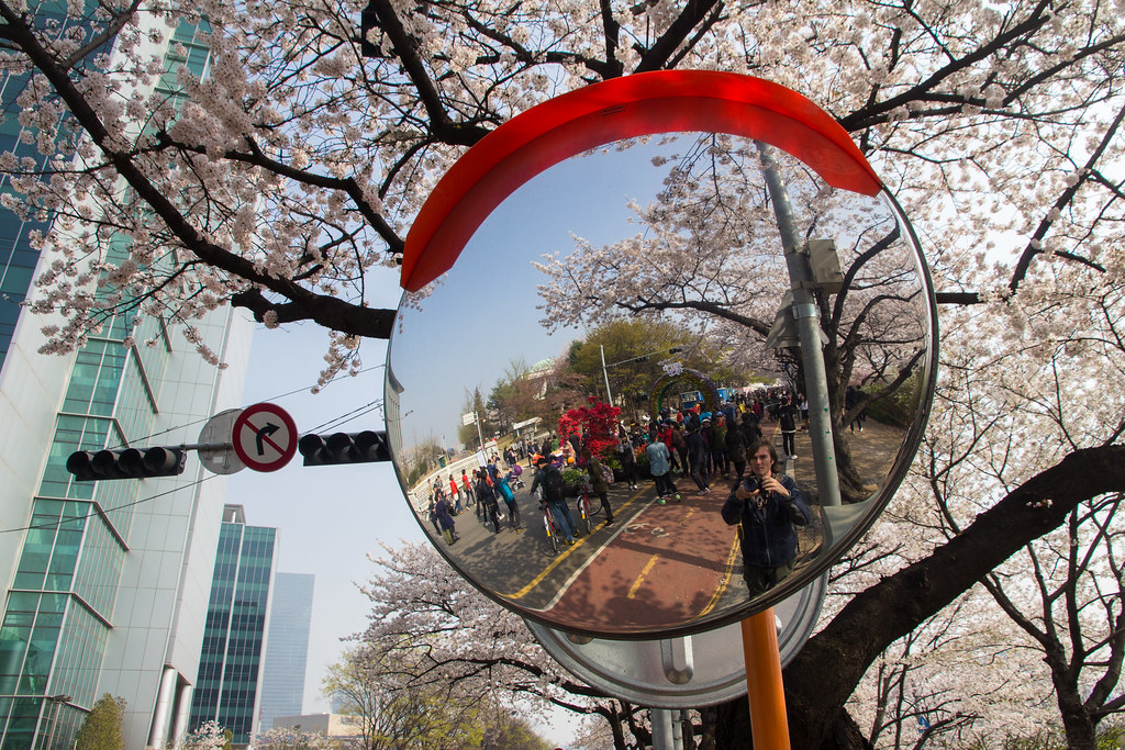 Cherry-blossom-lined street with spring crowds at Yeouido, Seoul