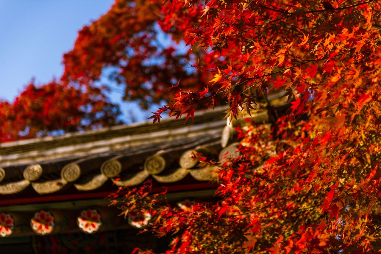 Red autumn maple leaves against Bulguksa Temple tiled eaves