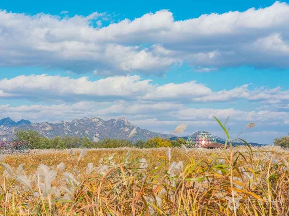Silver grass meadow at Haneul Park with Seoul mountains behind