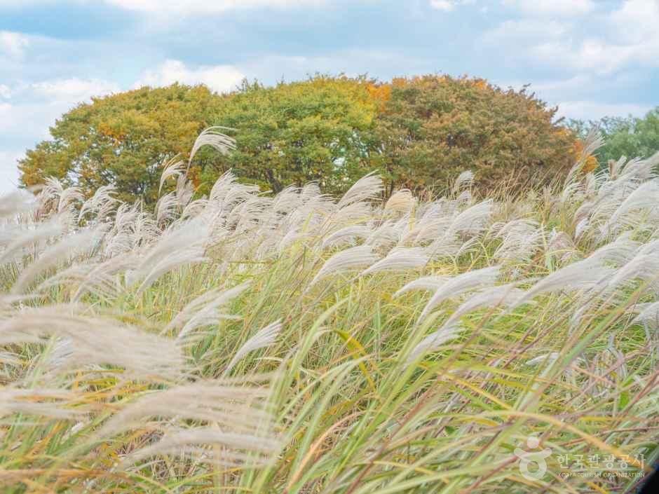 Silver grass fields shimmering in the wind at Haneul Park