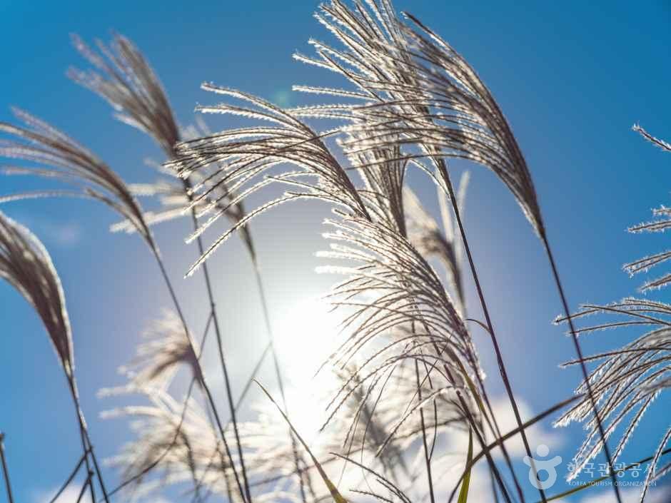 Sunlight streaming through the silver grass at Haneul Park