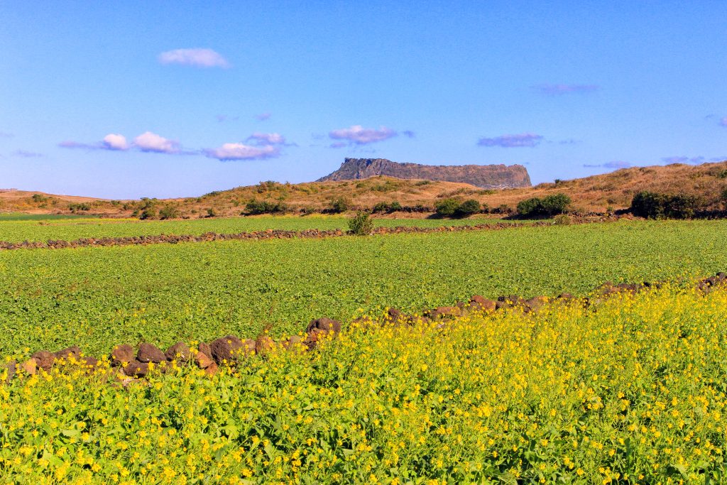 Seongsan Ilchulbong tuff cone rising beyond a Jeju canola field in spring