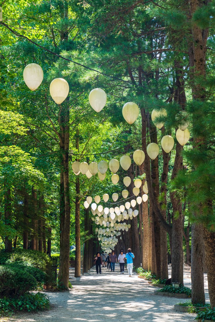 Tree-lined lane on Nami Island hung with white lanterns as visitors walk