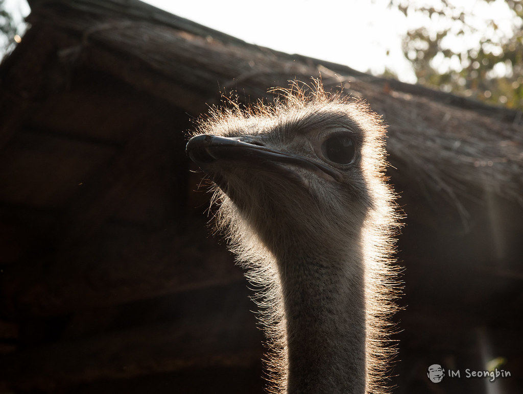 An ostrich on Nami Island, one of the free-roaming animals visitors meet