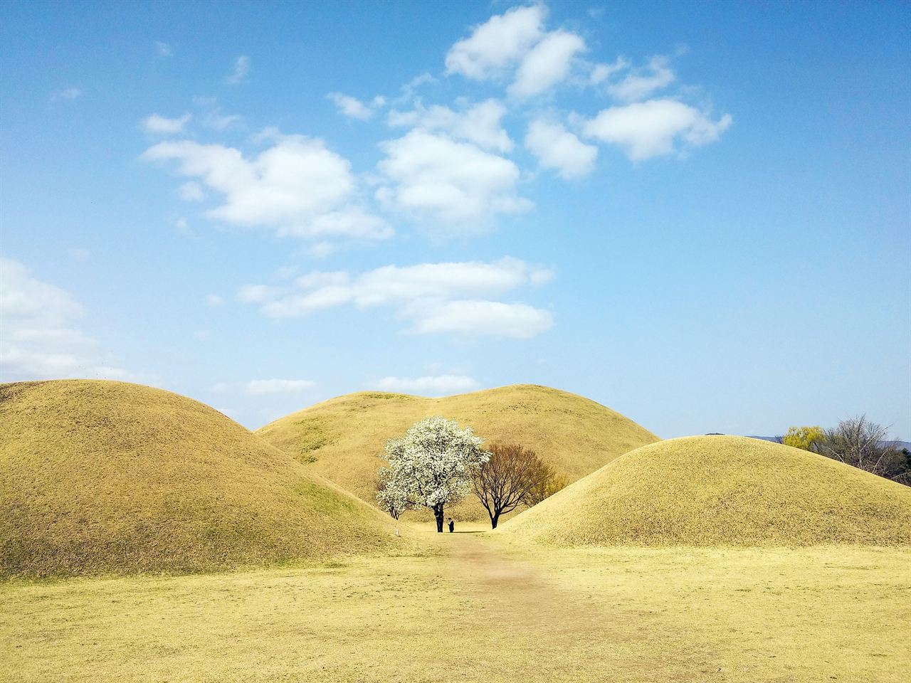 Blossoming tree framed between two tomb mounds at Daereungwon