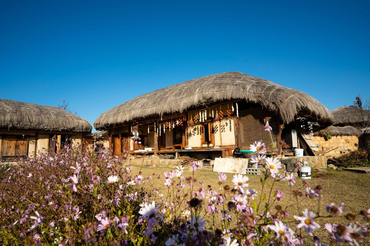 Thatched-roof house with cosmos flowers in Hahoe Folk Village